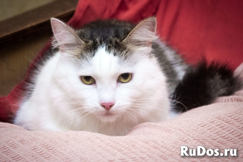 Шикарный кот Яшенька с потрясающей шубкой в добрые руки фото