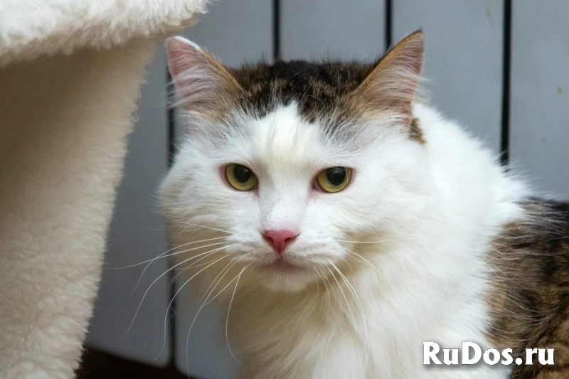 Шикарный кот Яшенька с потрясающей шубкой в добрые руки изображение 5
