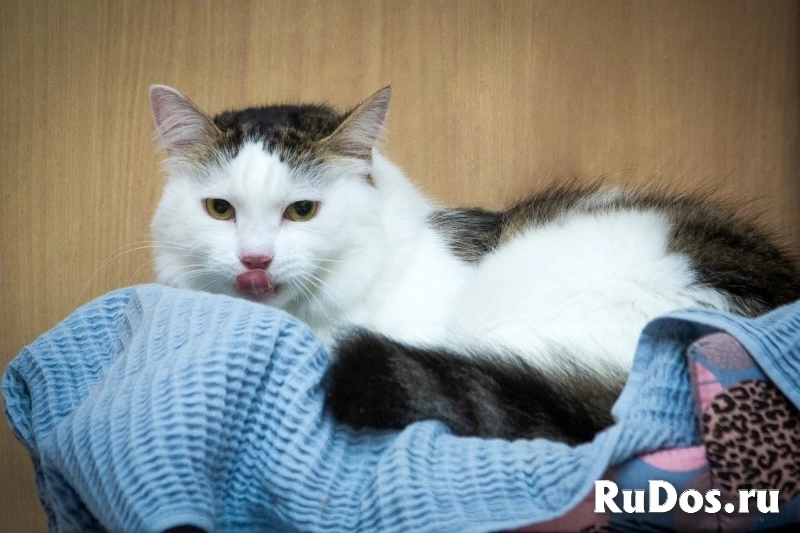 Шикарный кот Яшенька с потрясающей шубкой в добрые руки фотка