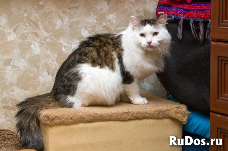 Шикарный кот Яшенька с потрясающей шубкой в добрые руки изображение 3