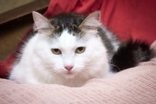 Шикарный кот Яшенька с потрясающей шубкой в добрые руки картинка из объявления