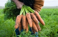 Морковь кардифф F1 2,2-2,4 (250 000 семян) Bejo картинка из объявления