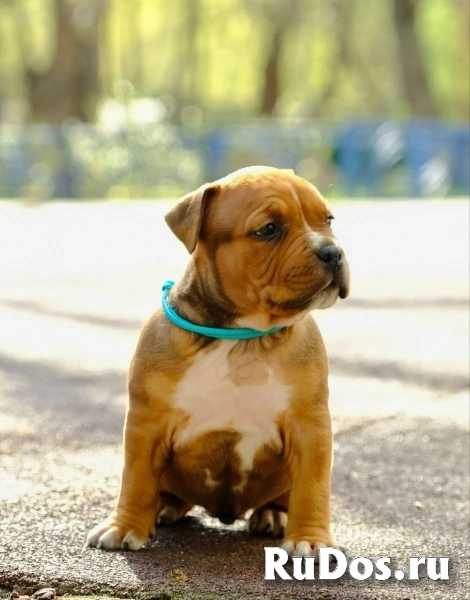 Милые щенки Амстаффтерьера бронь изображение 5