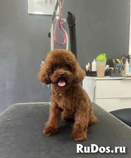 Красный карликовый пудель изображение 10