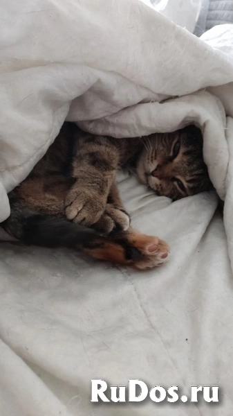 Кошка Яшка в добрые руки. изображение 3