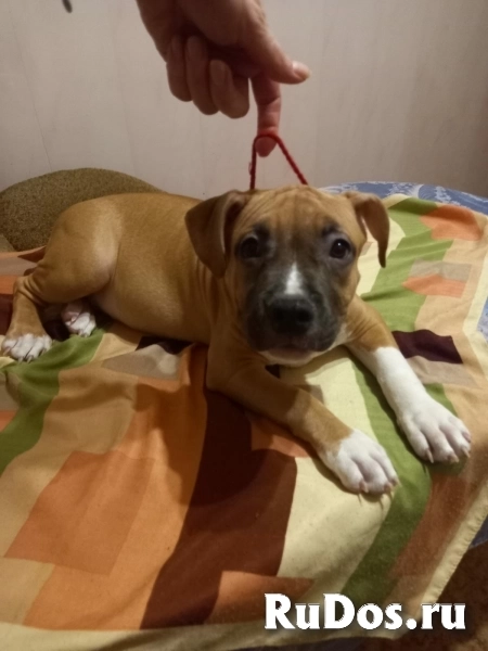 Милые детки Амстаффтерьера  ркф изображение 3