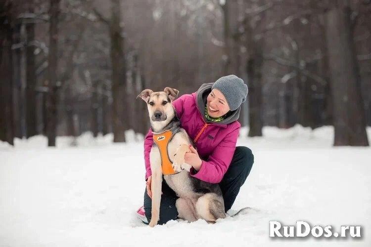 Собака-олененок Одри ждет свою семью! изображение 4