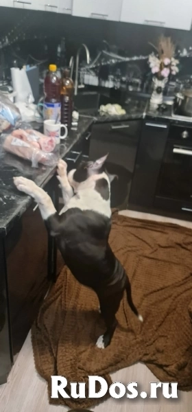 Шикарные щенки Амстаффтерьера ркф изображение 3