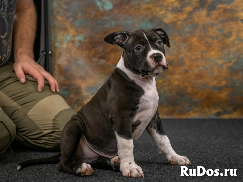 Черные кобели Амстаффа ркф изображение 10