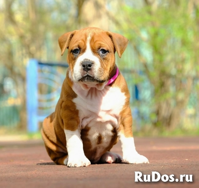 Милые детки Амстаффтерьера ркф изображение 4