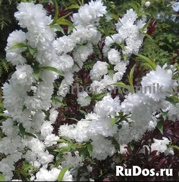 Сакура (вишня японская декоративная) в горшках для посадки купить изображение 11