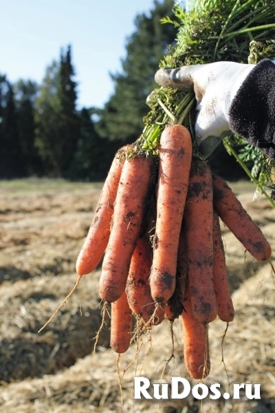 Морковь натуна F1 1,6-1,8 (1 000 000 семян) Bejo фото