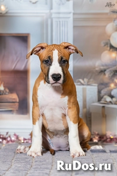 Красивая рыжая девочка Амстаффтерьера 3 месяца фотка