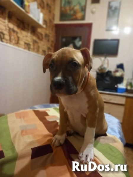 Милые детки Амстаффтерьера  ркф изображение 4