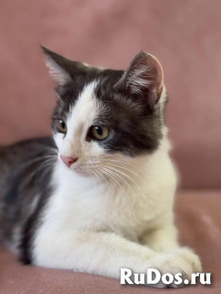 Замечательный котенок Лунтик  ищет дом! изображение 6