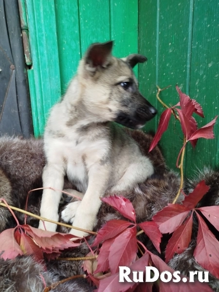 Щенок Лука, мальчик, отдается в добрые руки! изображение 4