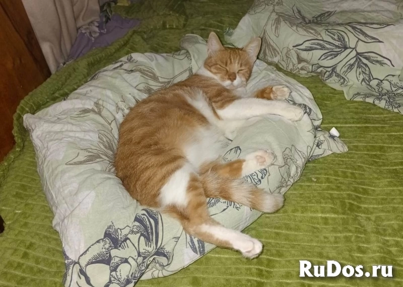 Рыжий кот Яша в добрые руки фотка