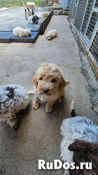 Лаготто Романьоло, щенки в наличии изображение 3