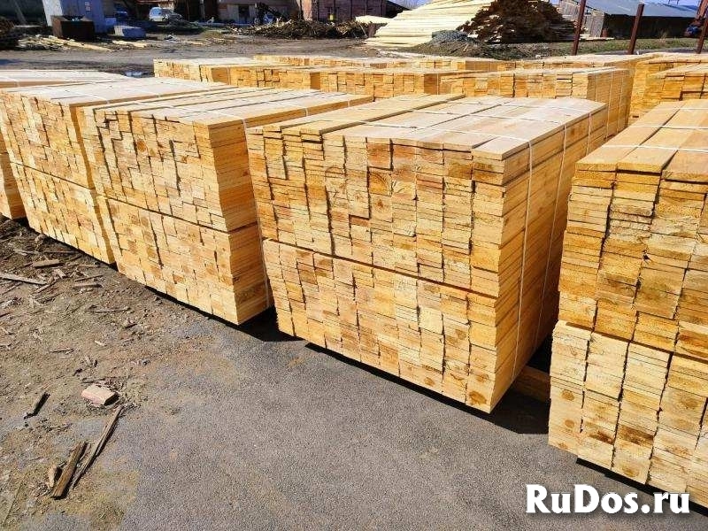 Кедр, лиственница, хвоя, береза продажа оптом. изображение 7