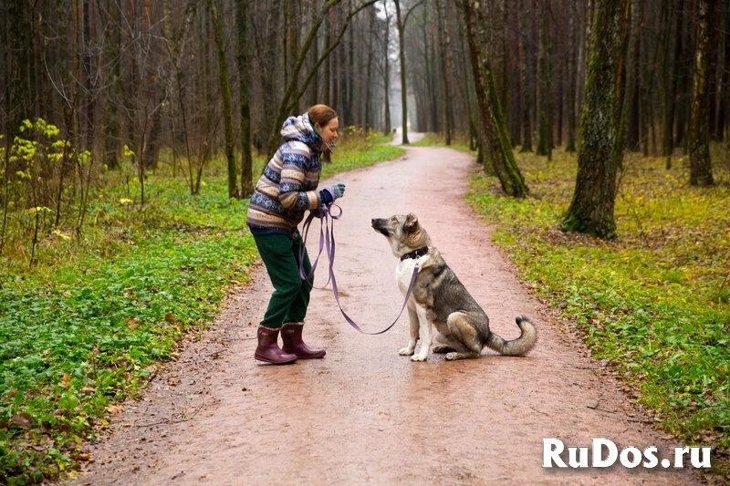 Знакомьтесь, это - Симба, и он ищет любящий дом. изображение 6