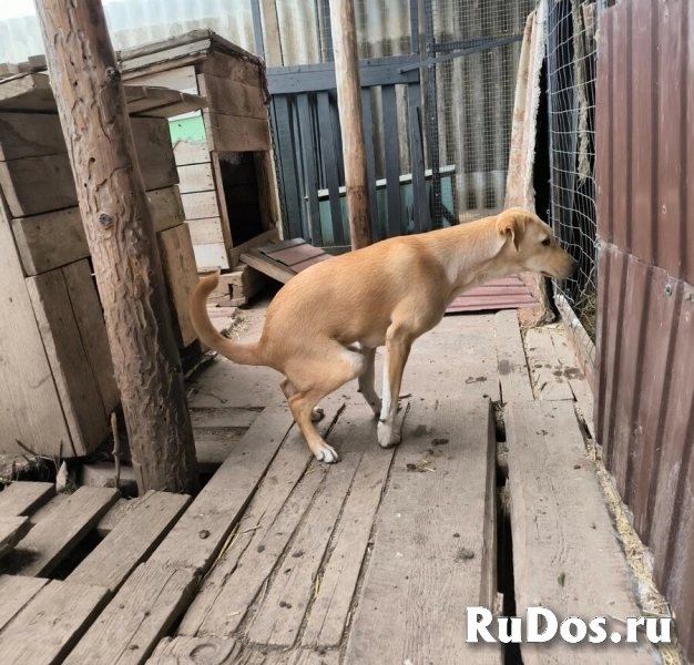 Не такая как все!Собака по кличке Карамелька. изображение 6