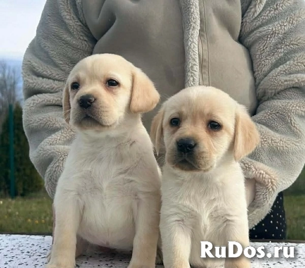 Лабрадор ретривер изображение 7