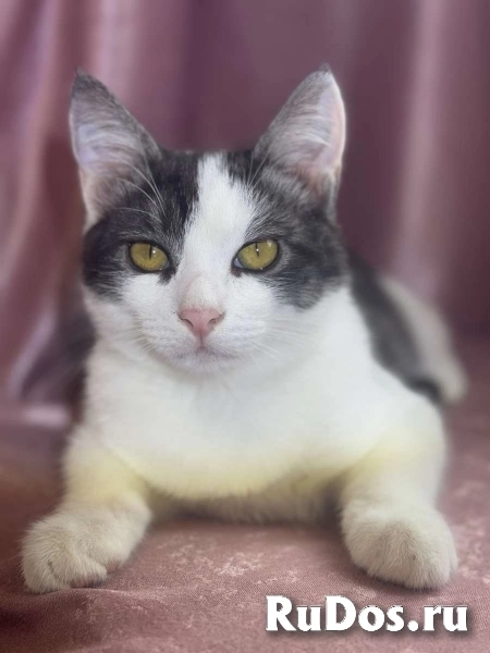 Замечательный котенок Лунтик  ищет дом! изображение 5