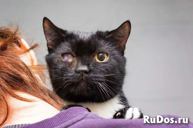 Котя ищет дом. изображение 7