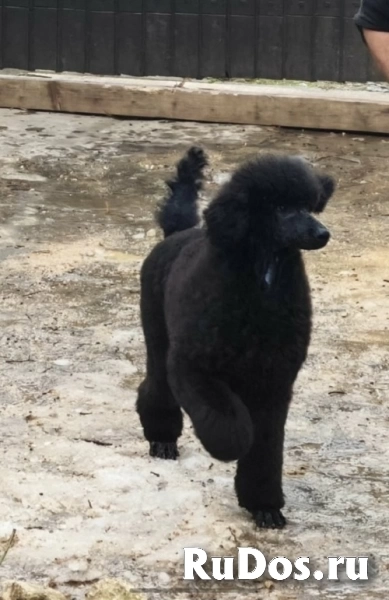 Лучший помет крупных пуделей изображение 8