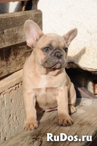 Французский бульдог, экзотические щенки изображение 6