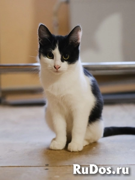 котенок Мишка ищет дом фото