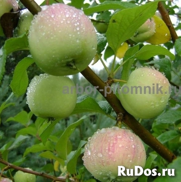 Саженцы яблони из питомника, с доставкой и посадкой по низкой цен изображение 5