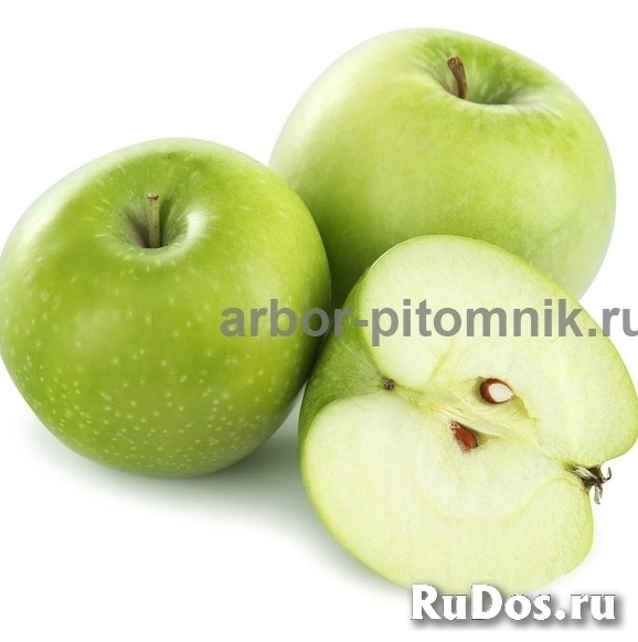 Саженцы яблони из питомника, с доставкой и посадкой по низкой цен изображение 6