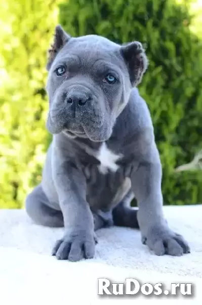 Кане Корсо, самки и самцы изображение 4