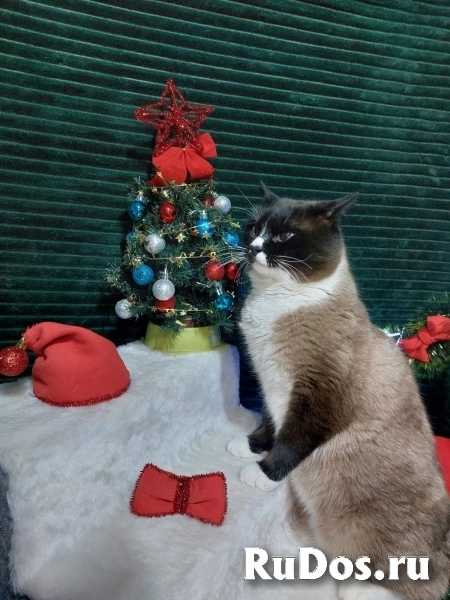 Ищет дом чудесный молодой котик. изображение 7