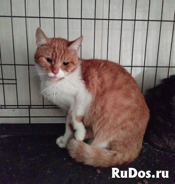 Рыжий кот Яша в добрые руки фото