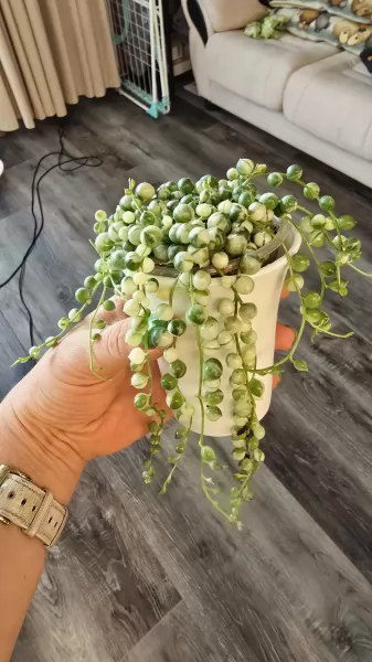 , купить растения фотка