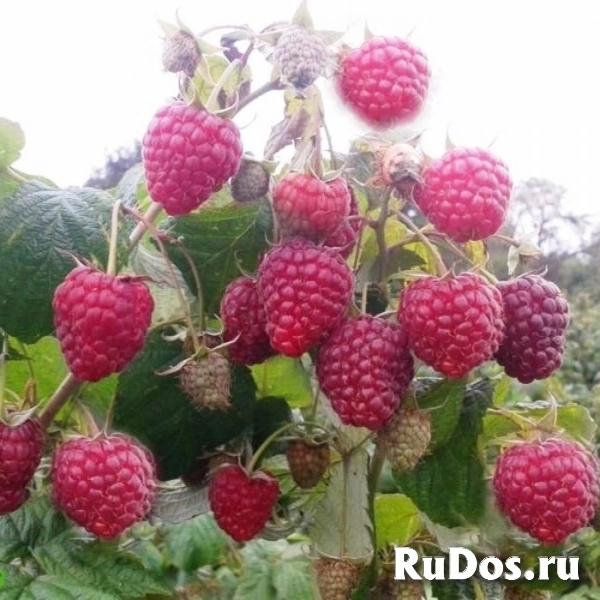 Плодово-ягодные кустарники малины фотка