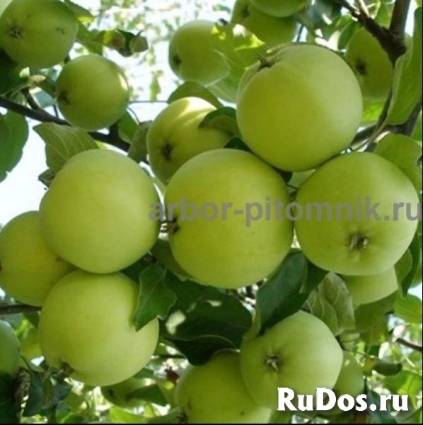 Саженцы яблони из питомника, с доставкой и посадкой по низкой цен фотка