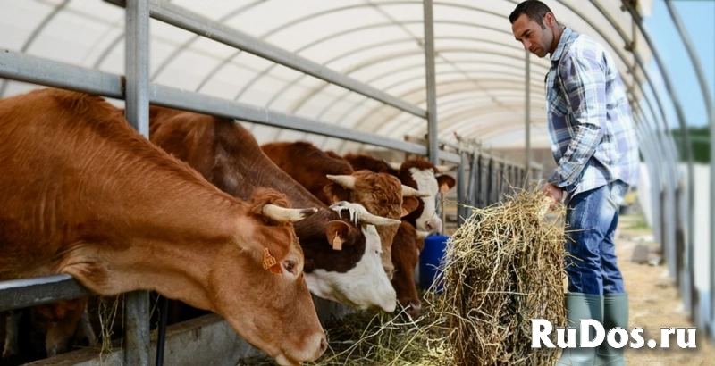 Скотник вахтой с проживанием фото