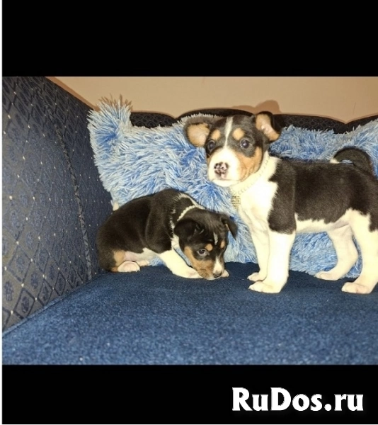 Щенки басенджи изображение 9