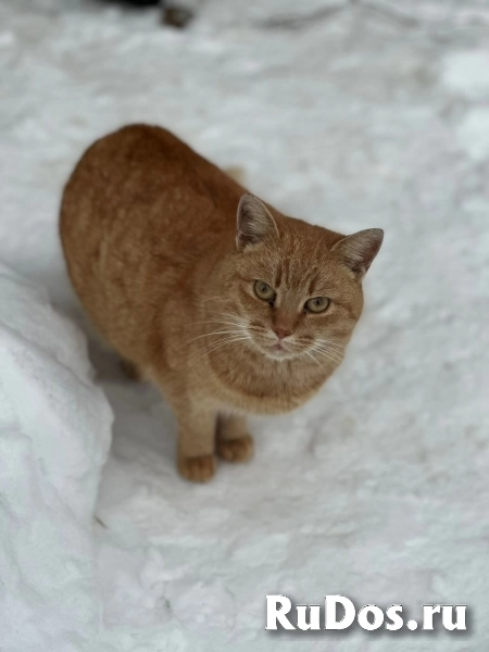 Ищет дом красивая рыжая кошечка. фото