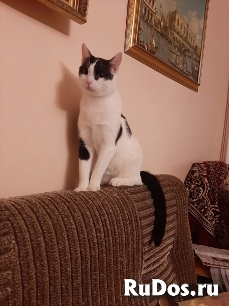 котик Гоша очень хочет стать домашним фотка
