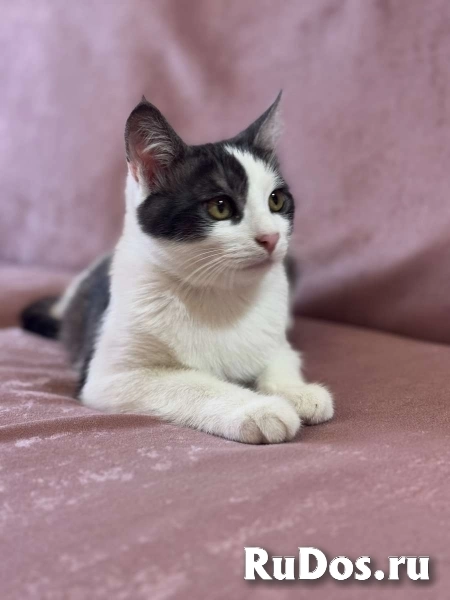 Замечательный котенок Лунтик  ищет дом! изображение 8