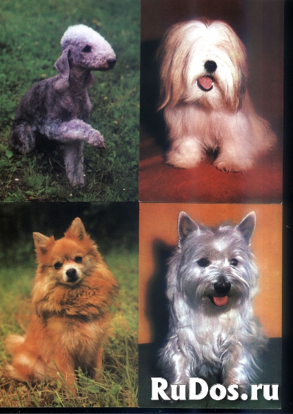 Открытки собаки Чехословакия фото