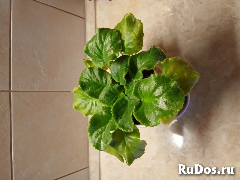 , купить растения объявление , купить растения фотка