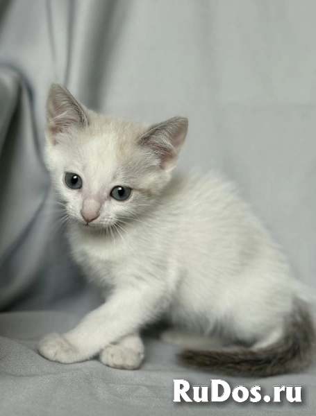 Котята ищут дом. изображение 5