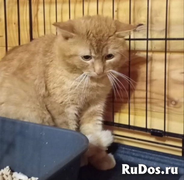 Котик Ирбис изображение 3