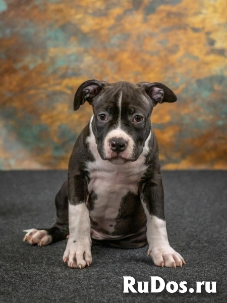 Черные кобели Амстаффа ркф изображение 4