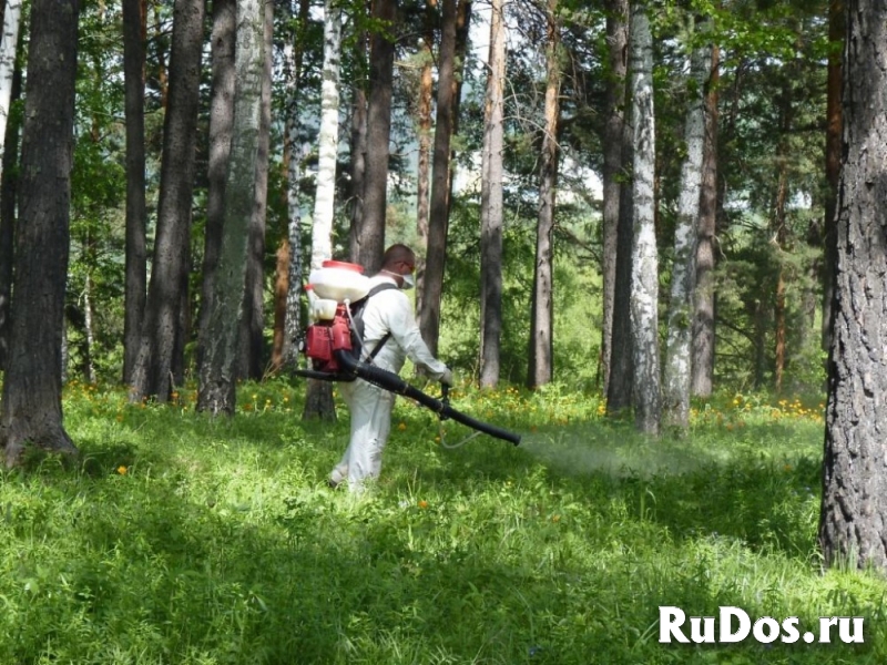 Обработка от клещей комаров и ос дачных участков в Дубне фото